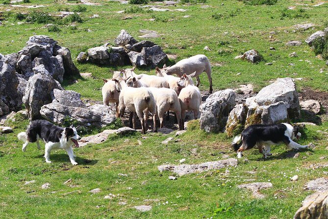 10-Day Ultimate Small-Group Tour of Ireland from Dublin - Day 6: Galway City Walking Time, Kylemore Abbey, and Westport Views