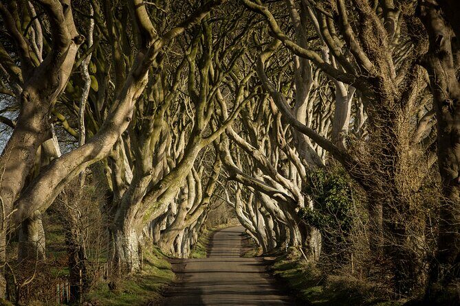 Chauffeur Giants Causeway & Belfast Private Day Tour From Dublin - Giants Causeway: 1.5 hours that lets you do it properly