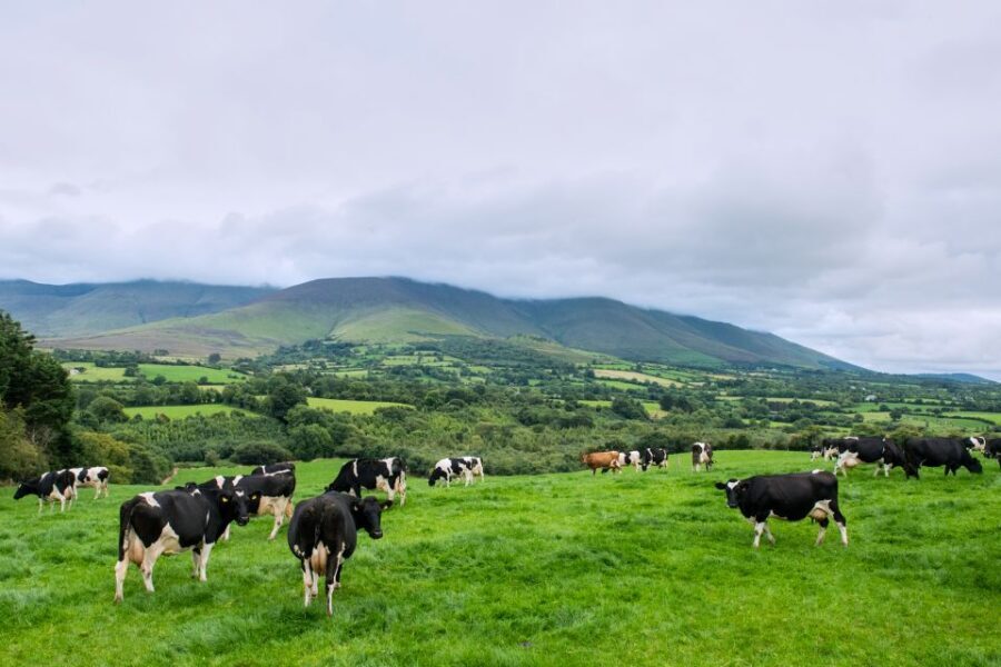Cliffs of Moher and Blarney 2-Day Tour from Dublin - Blarney Stone Tips: How to Do It Without Stress