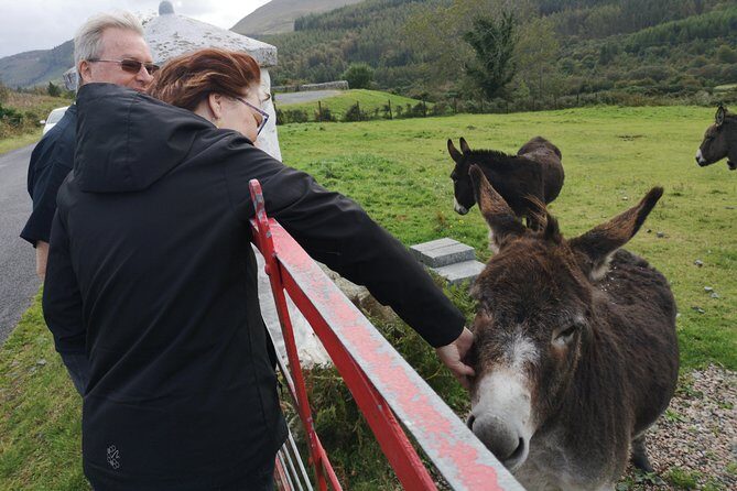 Cliffs of Moher & Galway Bay private tour or Galway city day trip - Key things that make this tour work