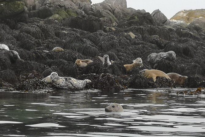 Dublin Bay Seal Kayaking Safari at Dalkey - Dalkey seals: how close is realistic, and what to do when they appear