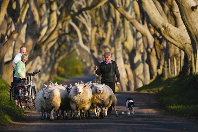Dublin: Giant's Causeway, Dark Hedges, Dunluce and Belfast Titanic entrance fee - The Dark Hedges: A 20-Minute Walk Through Game of Thrones Atmosphere