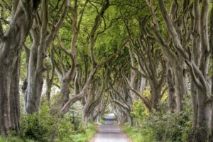 Dublin: Giants Causeway, Dark Hedges, Dunluce & Belfast Tour - Dark Hedges: Beech Tree Tunnel, Pop Culture, and the Quick Reality Check