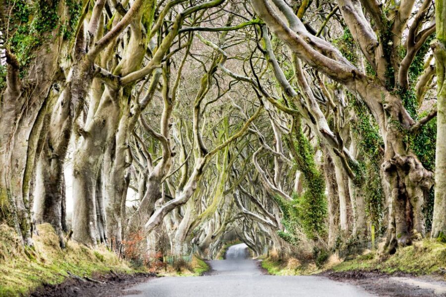 Dublin: Giants Causeway, Dark Hedges, Dunluce & Belfast Tour - Food, Timing, and Why the Long Coach Day Can Still Work