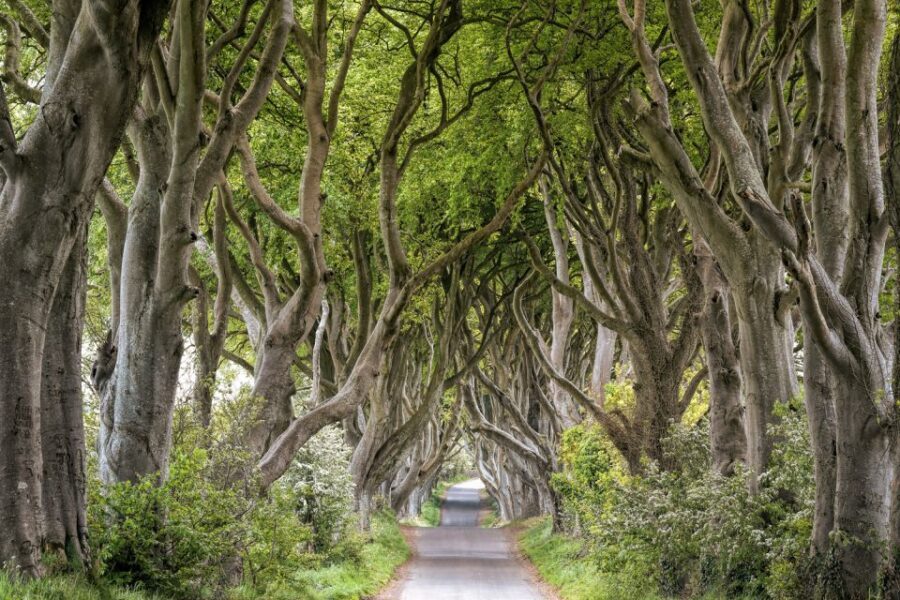 Dublin: Giants Causeway, Dark Hedges, Dunluce & Belfast Tour - Dark Hedges: Beech Tree Tunnel, Pop Culture, and the Quick Reality Check