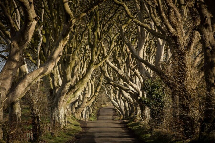 Dublin: Giant's Causeway, Dark Hedges & Titanic Guided Tour - Giant’s Causeway: Interlocking Basalt Columns and the Finn McCool Factor