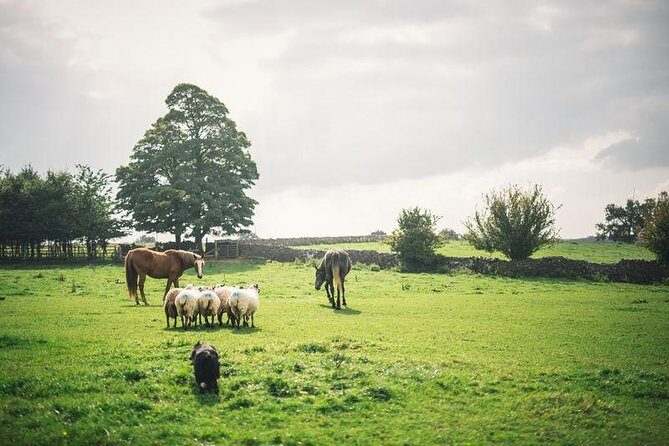 Dublin: Glendalough, Wicklow, Kilkenny and Sheepdog demonstration - Key highlights worth planning for