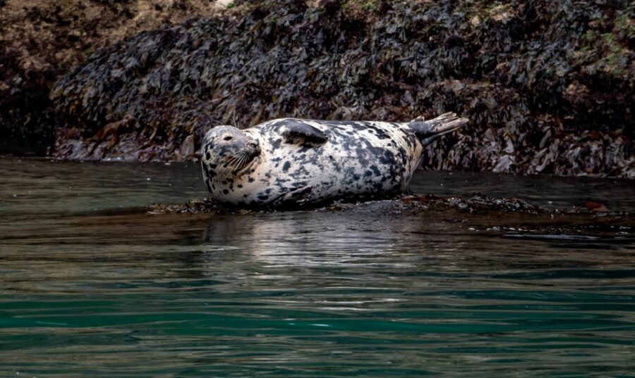 Dublin: History and Wildlife Boat Tour with Live Commentary - Key Things I’d Highlight Before You Go