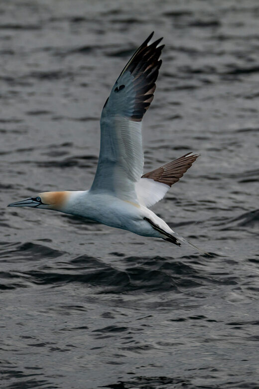 Dublin: History and Wildlife Boat Tour with Live Commentary - Where the Tour Starts: Finding Goat Boat Tours and Getting Set