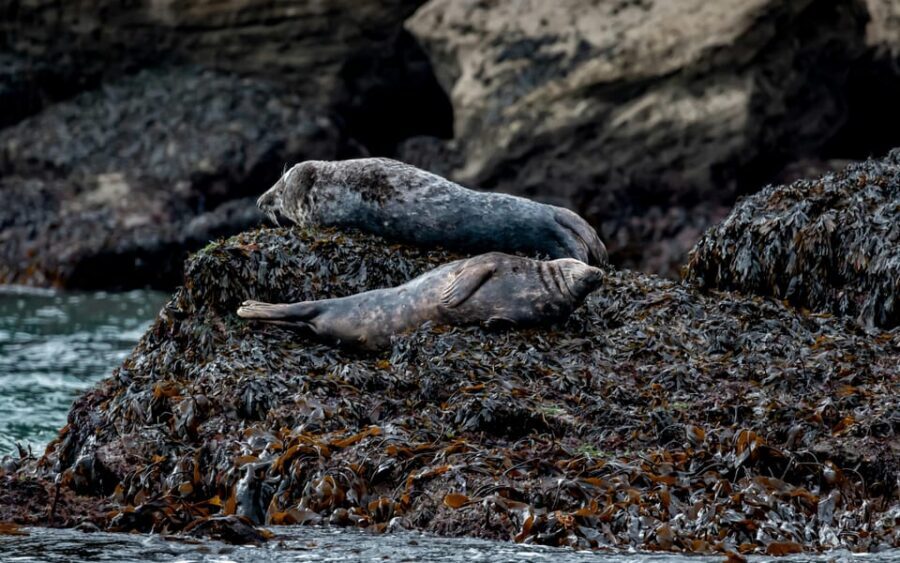 Dublin: History and Wildlife Boat Tour with Live Commentary - Who Should Book This Dublin Bay Boat Tour