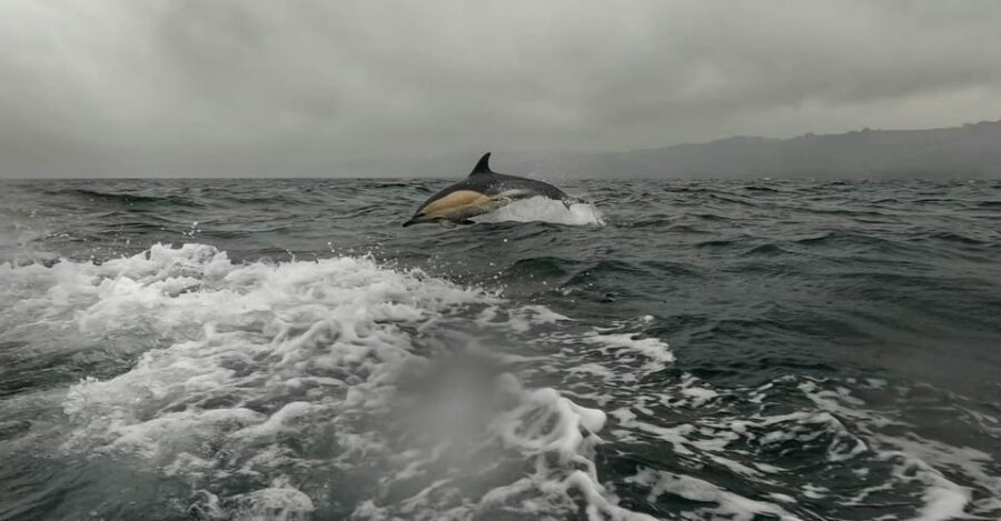 Dublin: History and Wildlife Boat Tour with Live Commentary - Safety Briefing at Dun Laoghaire: Why It Matters on a RIB