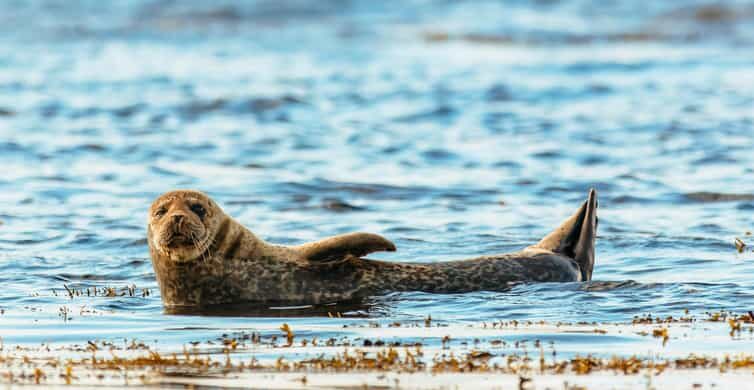 Dublin: Howth Coastal Boat Tour - Key Things I’d Watch For
