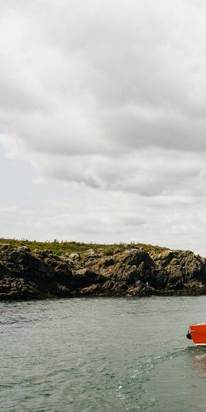 Dublin: Howth Coastal Boat Tour - Wildlife spotting: seals, puffins, gannets, guillemots, and more