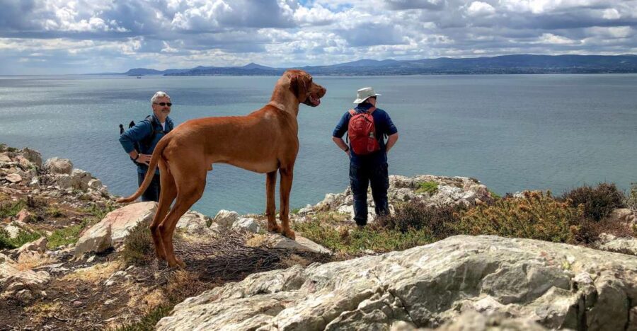 Dublin: Howth Coastal Hiking Tour - Getting there and meeting at Howth Market (the smooth start)