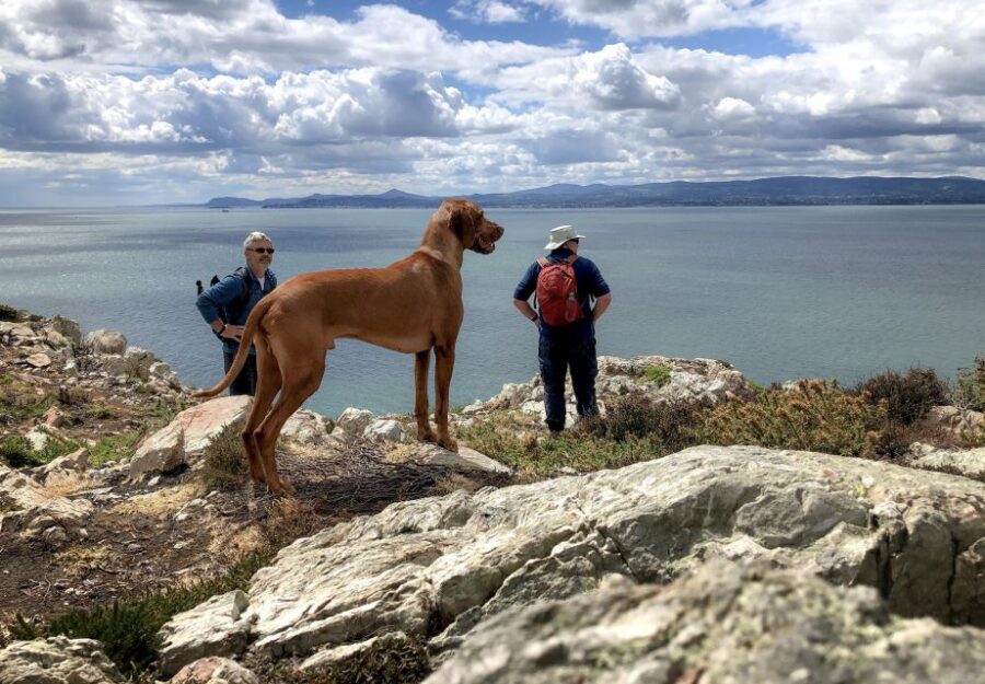 Dublin: Howth Coastal Hiking Tour - St Mary’s Abbey: Viking King Sitric and a real sense of place