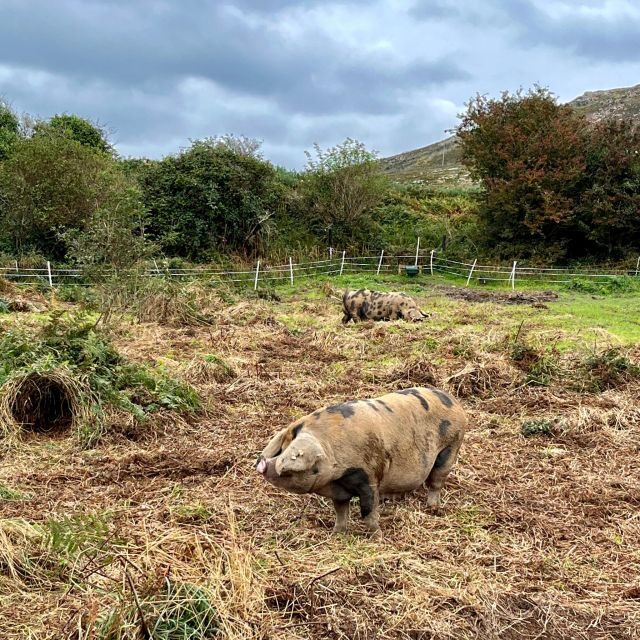 Dublin: Howth Safari Hiking Tour - South-facing cliffs, wildflowers, and the moment you stop walking