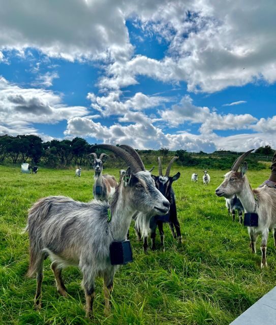 Dublin: Howth Safari Hiking Tour - Price check: is $67 worth a 5-hour guided hike in Howth?