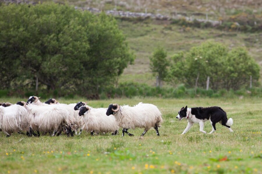 Dublin: Kilkenny, Wicklow & Glendalough Tour & Sheepdog Show - A Smooth Day Escape From Dublin to Medieval Kilkenny