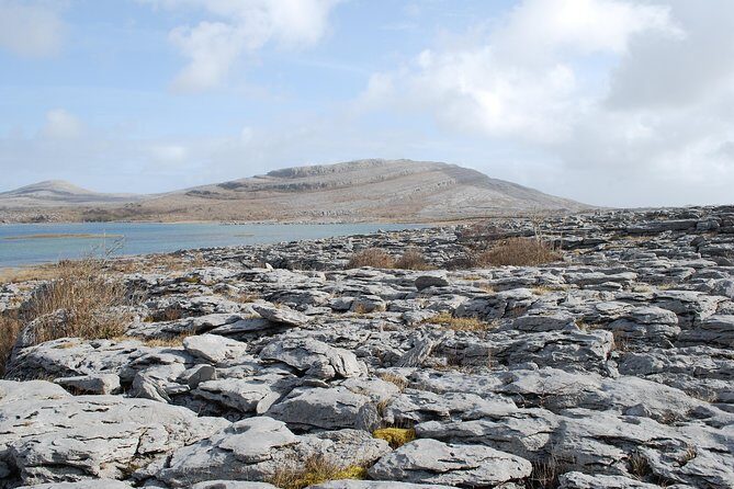 Dublin to Cliffs of Moher, Burren, Wild Atlantic Way, Galway Tour - Burren National Park: karst rocks and plants that look out of place (in a good way)
