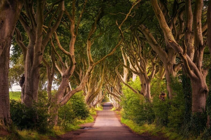 From Dublin: Giant's Causeway, Dark Hedge & Belfast Tour - Key Points You’ll Care About