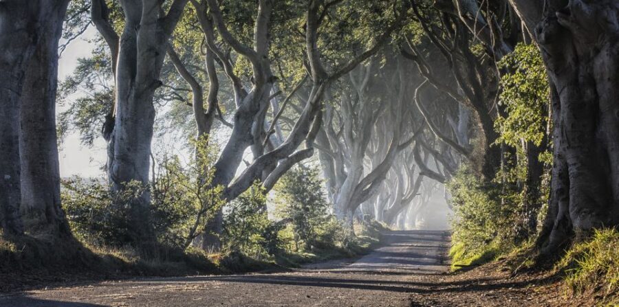 From Dublin: Giant's Causeway Tour and Whiskey Tasting - Dark Hedges: a Game of Thrones tunnel you can walk through