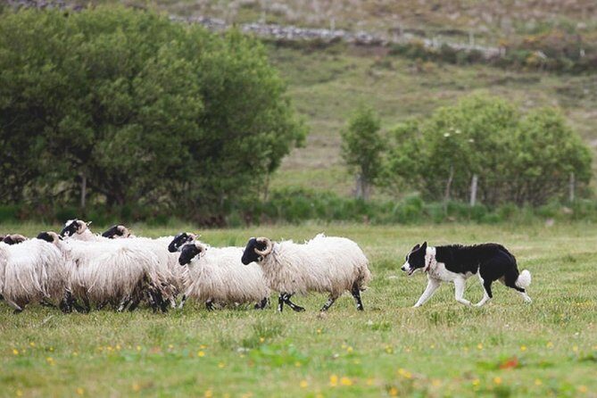 From Dublin: Wicklow, Glendalough, Waterfall & Sheepdog demo - Timing, Transportation, and How to Avoid Common Headaches