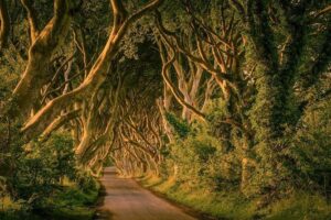 Giant Causeway, Dark Hedges & Whiskey Distillery tour from Dublin - Giant’s Causeway: walking among the basalt columns that look man-made