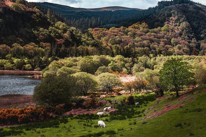 Glendalough Day Tour from Dublin: Including Kilkenny City - Wicklow Gap viewpoints, bogs, and Turlogh waterfall along the way
