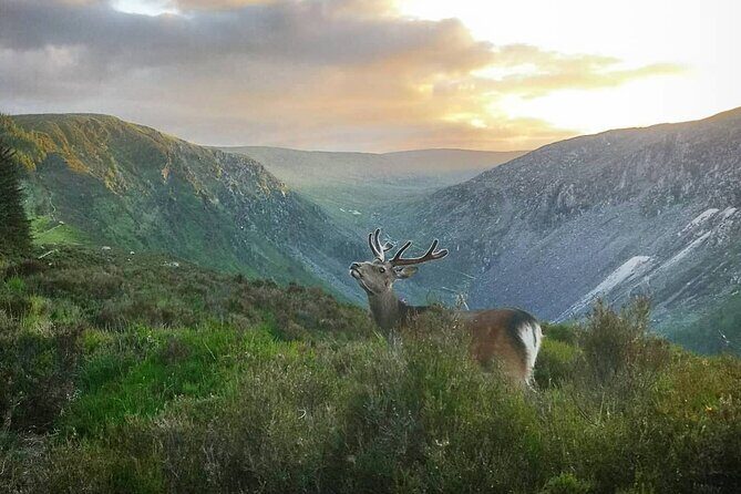 Glendalough Night Hike and History Tour - Sunset-start hike at Glendalough: when wildlife turns on