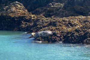 Howth Cliffs and Ireland's Eye Ferry Boat Tour - Getting to the boat: Howth Harbour, the Puffin, and a smooth start