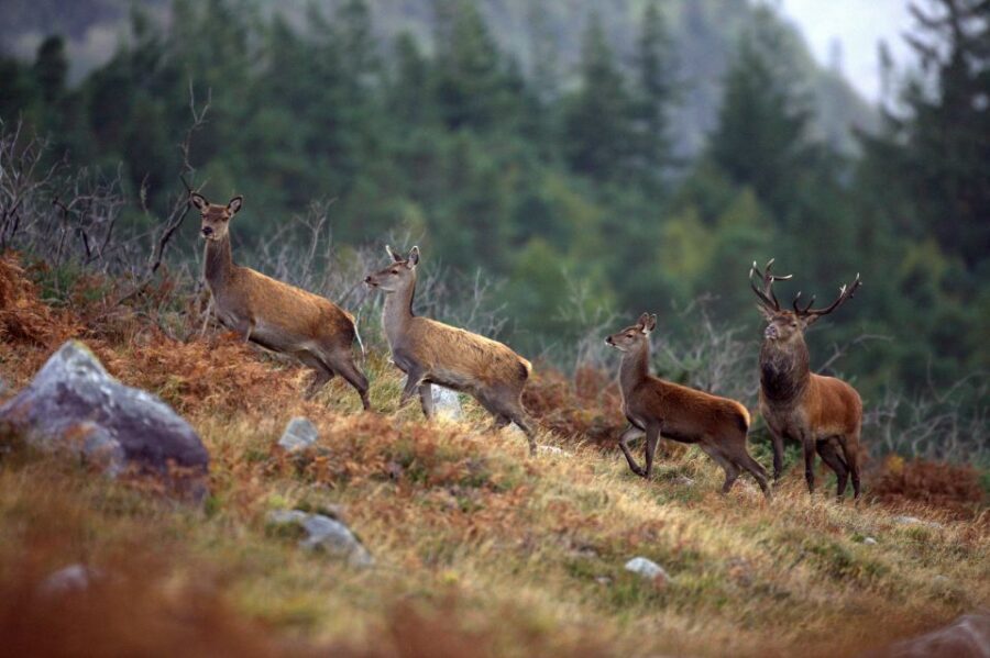 Ireland: 2 Day Wild Atlantic Way Tour - Killarney National Park Time and Optional Horse Rides