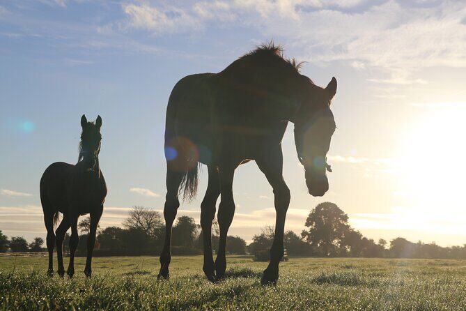 Irish National Stud & Gardens Skip the line Entrance - Key highlights at a glance