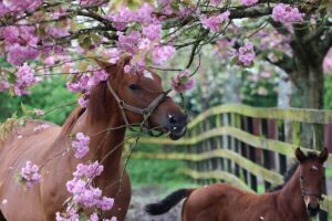 Irish National Stud & Gardens Skip the line Entrance - The Guided Stud Tour: Stallions, Mares, Foals, and Big Grounds