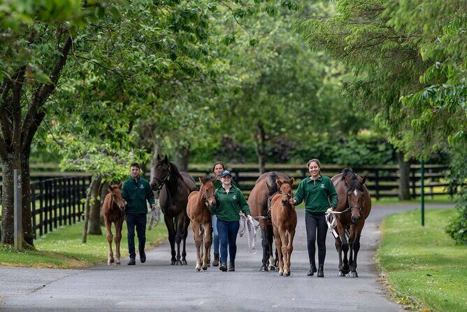 Irish National Stud & Gardens Skip the line Entrance - Value for Money: What $22.98 Buys You