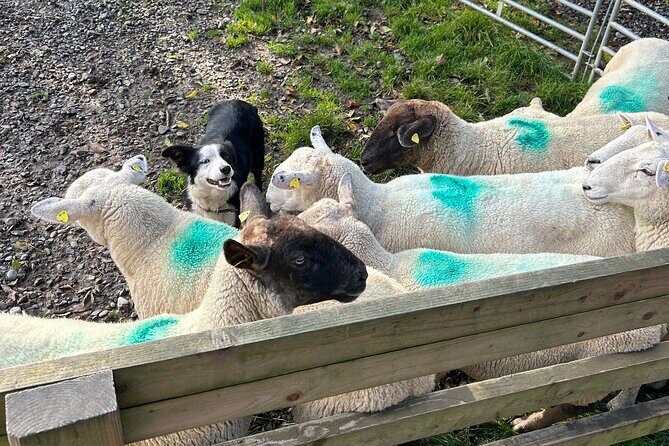 Sheepdogs in the countryside, authentic Dubliners city tour combo - Wicklow farm stop: seeing Irish sheepdogs at work (optional 100 euro)